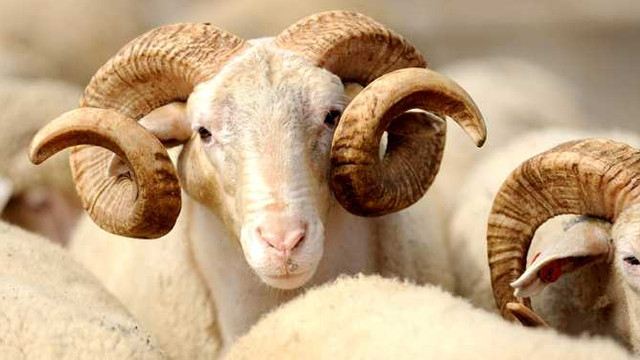 Kurban Bayramı tatili kaç gün olacak ?