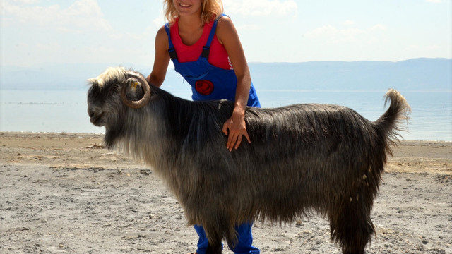 Lisinia'nın gönüllü çobanları