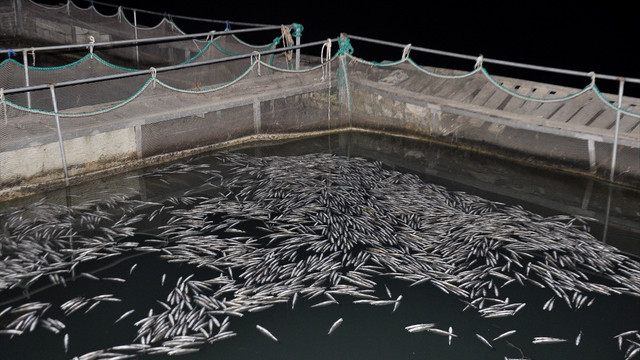 Manavgat'ta balık ölümleri