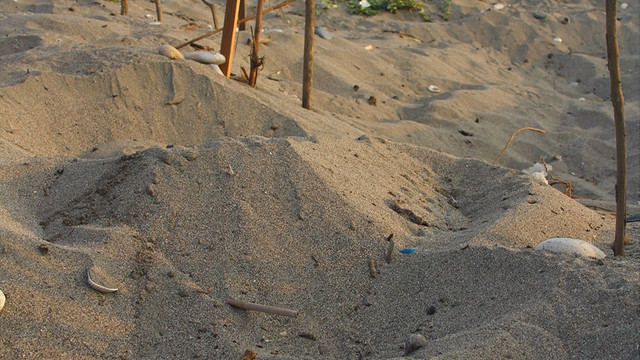 Mersin'de deniz kaplumbağası yuvasında rekor artış