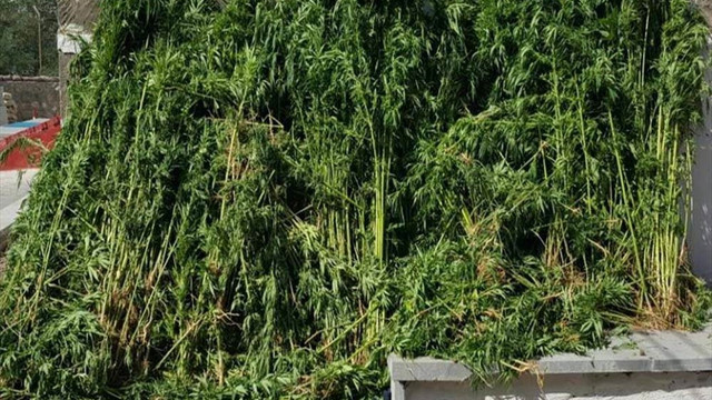 Muş'ta uyuşturucu operasyonu