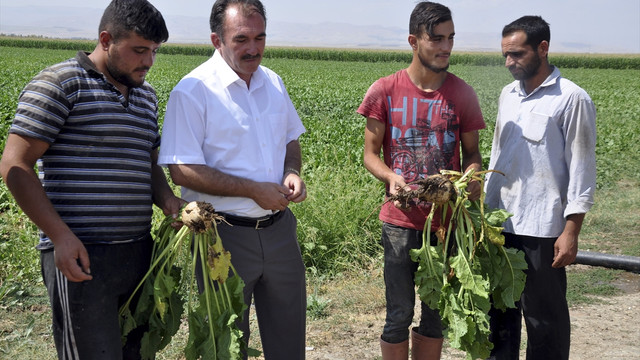 Muş'un ekonomisi şeker pancarıyla canlanacak