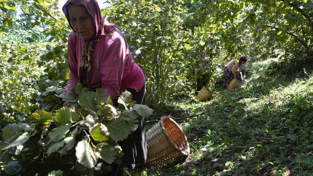 Ordu'da fındık hasadı başladı