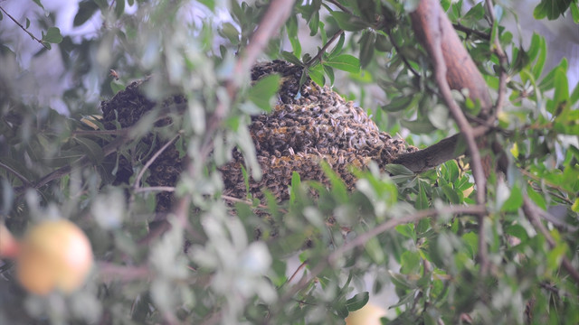 Peteklerini kovan yerine ağaç dalında yaptılar
