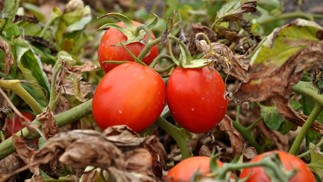 Salçalık domateste hasat zamanı