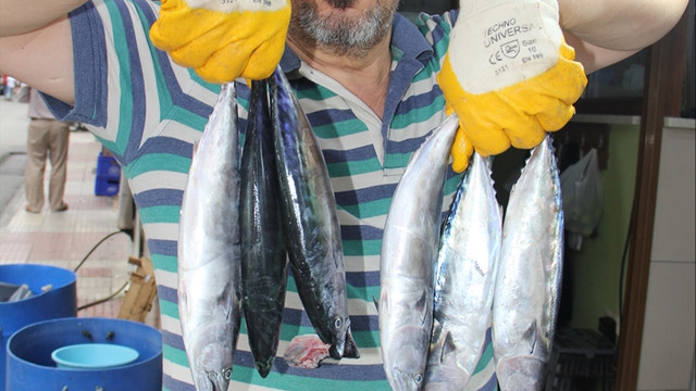 Sezonun ilk palamutları satışa çıktı