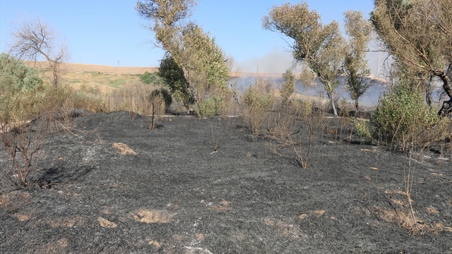 Siirt'te orman yangını