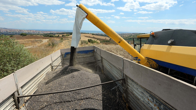 Tekirdağ'da ayçiçeği yüzleri güldürdü