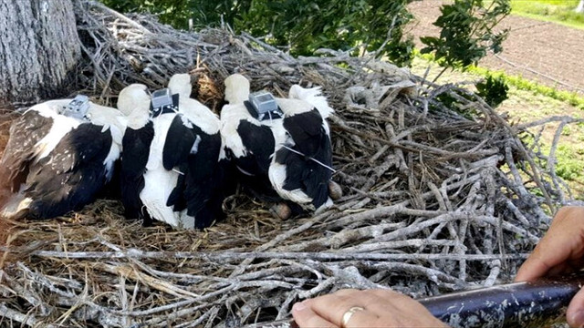 Verici takılan leyleklerin göç yolları ortaya konulacak