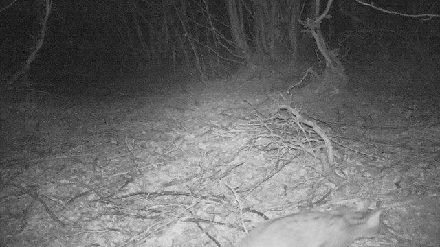 Yalova'da yaban kedisi fotokapana takıldı