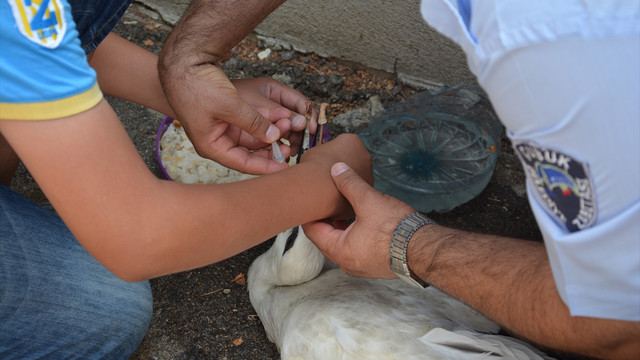 Yuvasından düşen yavru leyleğe yardım eli
