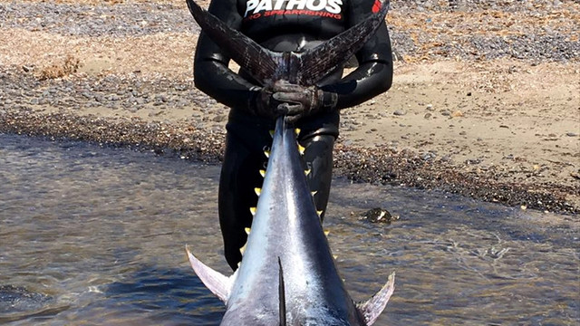 Zıpkınla 130 kiloluk orkinos avladı