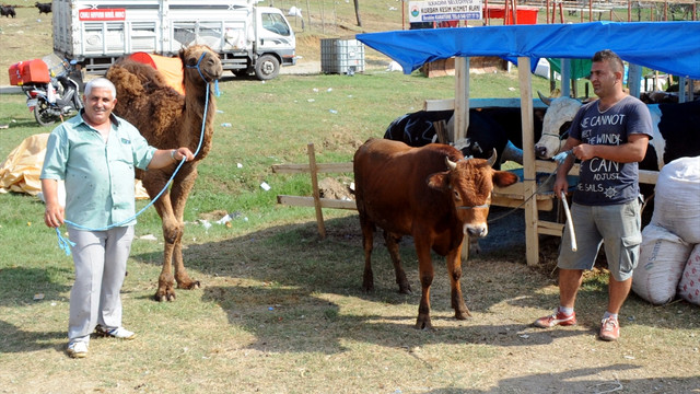 25 bin liralık kurbanlık Haydarı alana tosun hediye