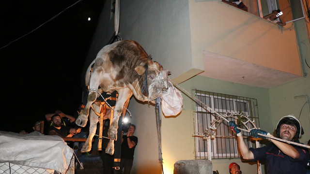 Kurbanlık boğa havalandırma boşluğuna düştü