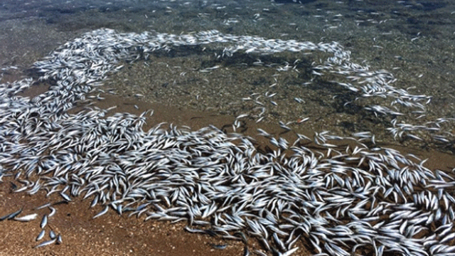 Mersinde binlerce balık sahile vurdu