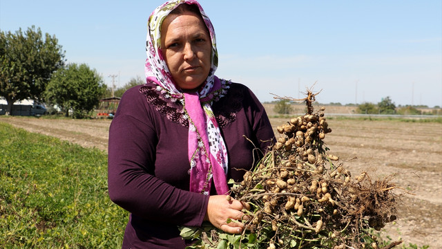 Alternatif yöntemle yetiştirilen yer fıstığında ilk hasat