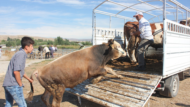 Amasya'dan metropollere kurbanlık sevkiyatı