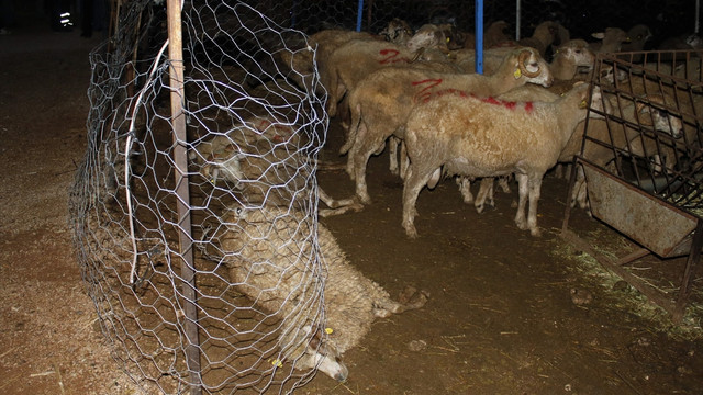 Antalya'da, akıma kapılan kurbanlıklar telef oldu
