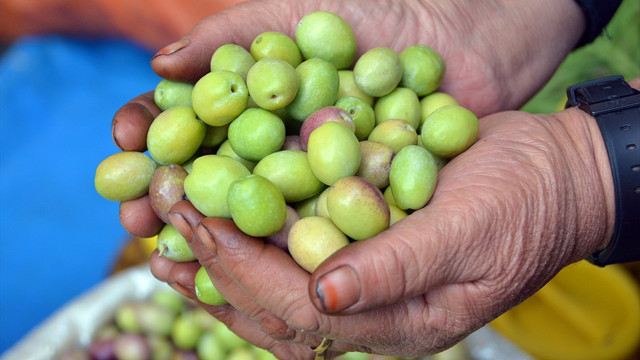 Balıkesir Zeytin ve Zeytinyağı Tanıtım Gurubu Başkanı Semerci: