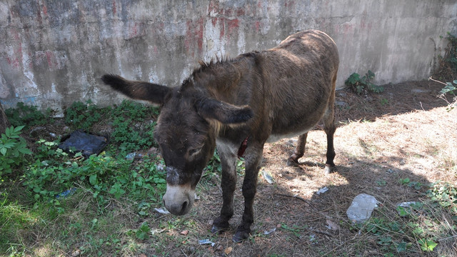 Bartın'da yaralı hamile eşek tedavi edildi