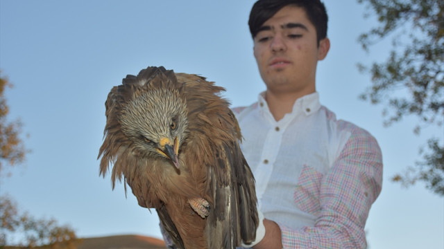 Batman'da bulunan yaralı kartal, Elazığ'a gönderildi