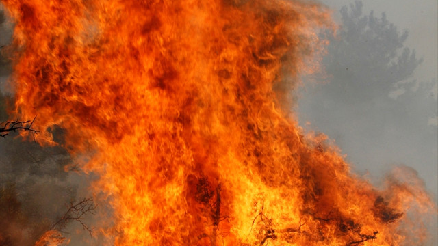 Beypazarı'nda orman yangını