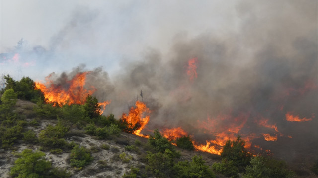 Bilecik'te orman yangını