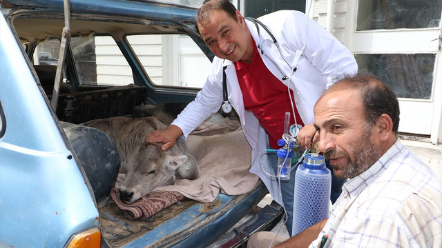 Bir haftalık buzağı Bayram Paşaya oksijen tedavisi