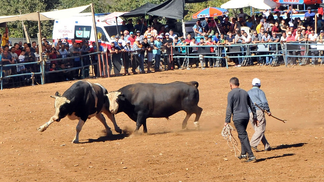 Boğalar, eğitim yararına güreşti