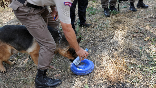 Bomba köpeği Takip için seferber oldular