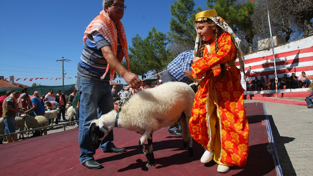 Çeşme'de Sakız koyunu yarışması