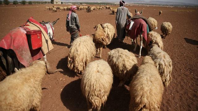 DAEŞ'in mağdur ettiği çobanlar