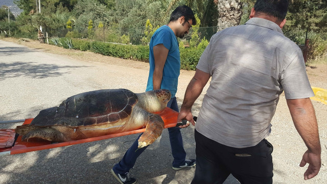 Didim'de sahile vurmuş caretta caretta bulundu