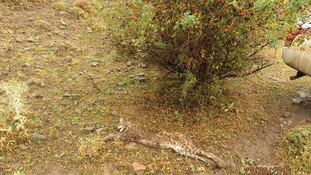 Erzincan'da tüfekle öldürülmüş vaşak bulundu