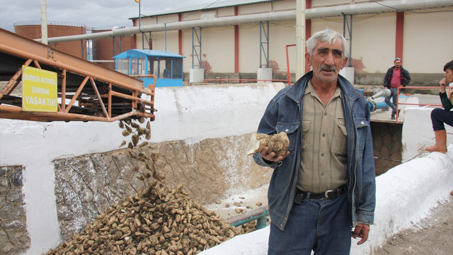 Şeker pancarı alımına Erzurumda başlandı