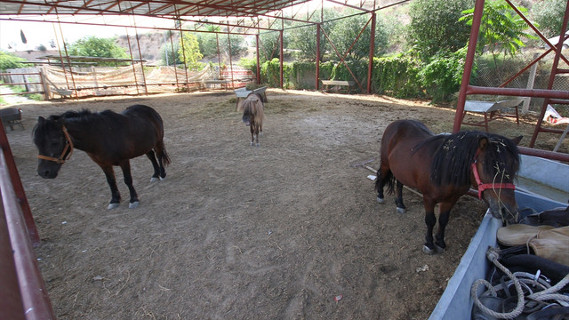 FETÖ'nün kapatılan okulundaki atlara el konuldu
