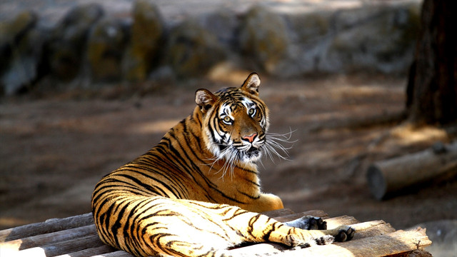 Gaziantep Hayvanat Bahçesi ziyaretçilerini bekliyor