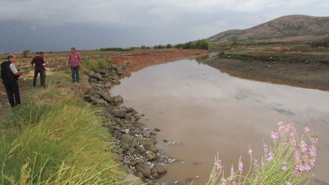 Gaziantep’teki çayda toplu balık ölümleri