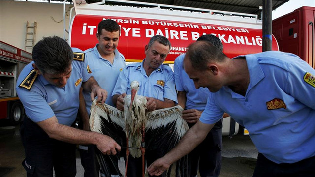 GPRS takibindeki leylek Mersin'de öldü