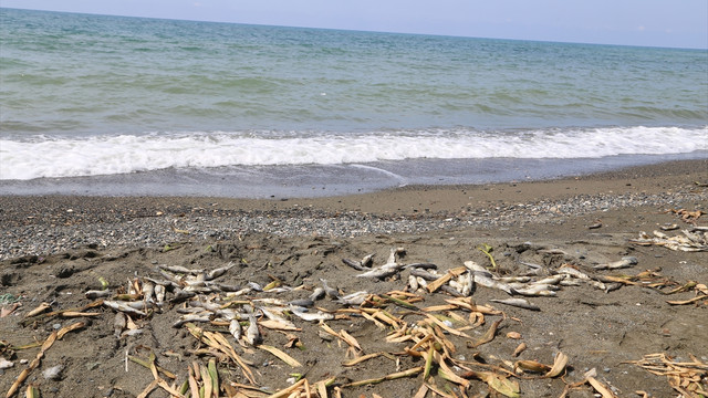 Hatay'da sahile vuran ölü balıklar toplandı