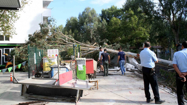 İş makinesinin çarpığı ağaç otomobilin üzerine düştü