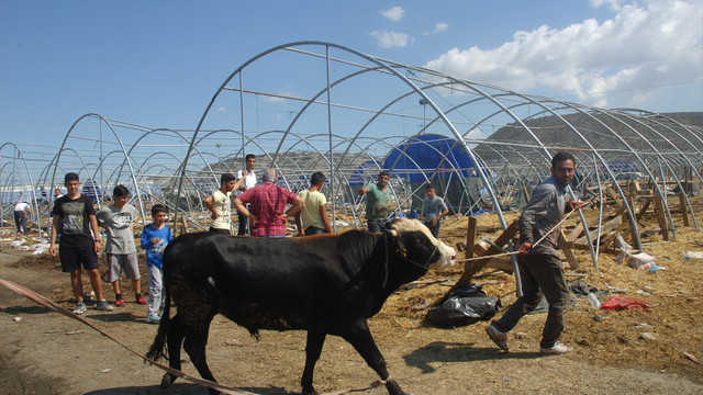 İstanbul'da kurban fiyatları düştü