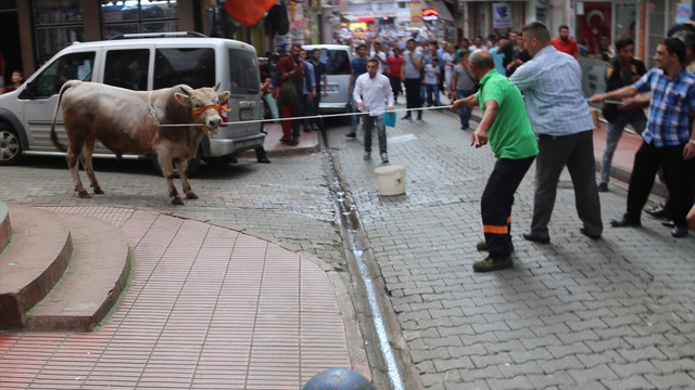 Kaçan boğalar, uyuşturucu iğneyle yakalanabildi