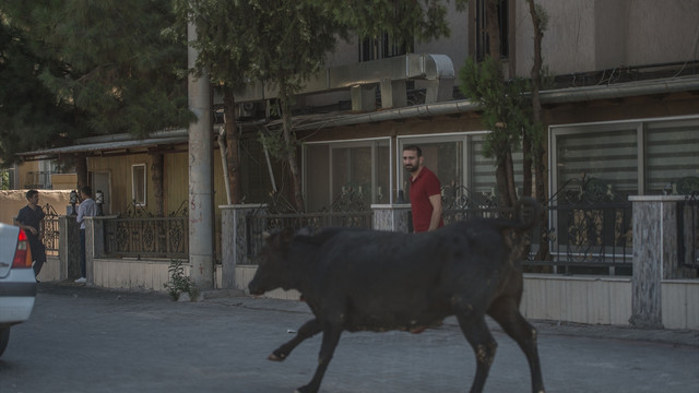 Kaçan boğalar zor anlar yaşattı