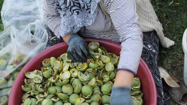 Kaman cevizinde düşük rekolte beklentisi