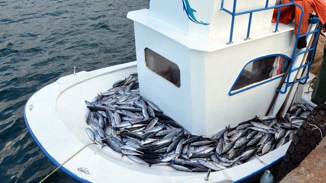 Karadenizli balıkçılara palamut avı uyarısı