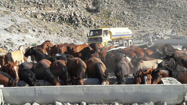 Karaman'daki yılkı atları susuz bırakılmadı