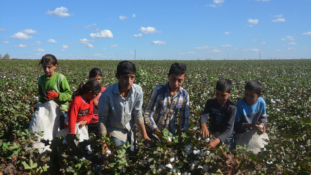Kaymakamdan pamuk tarlasındaki öğrencilere ziyaret
