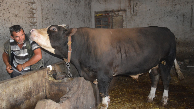 Kırklareli'nde 1,1 tonluk boğa alıcısını bekliyor