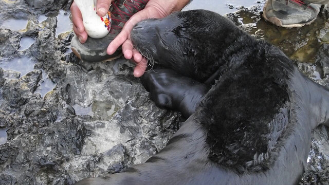Kıyıya vuran Akdeniz foku yavrusu öldü